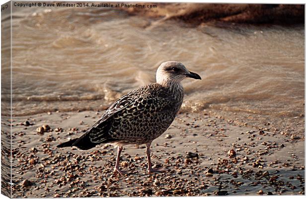  Young Seagull Canvas Print by Dave Windsor