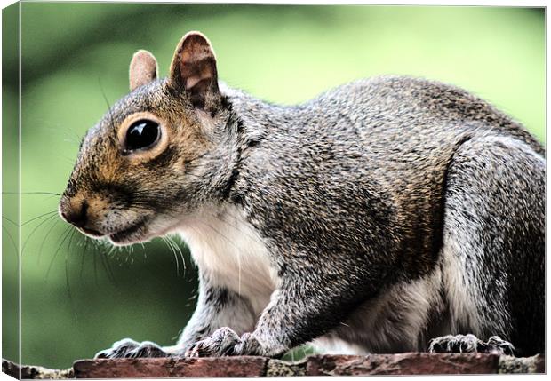 Squirrel feeding Canvas Print by Dave Windsor