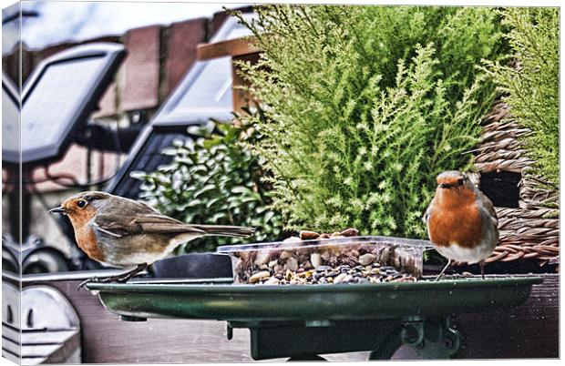 Twin Robins in HDR Canvas Print by Dave Windsor