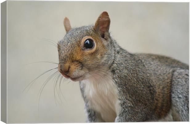 Squirrel (Close Up) Canvas Print by Dave Windsor