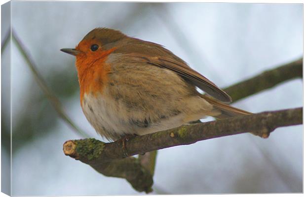Cheeky Puffy Robin On Branch Canvas Print by Dave Windsor