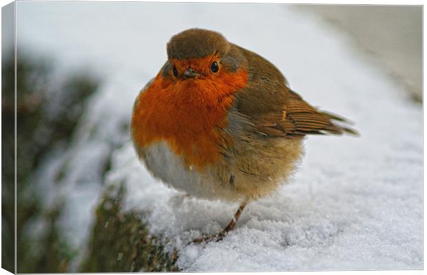 Cheeky Puffy Robin Canvas Print by Dave Windsor