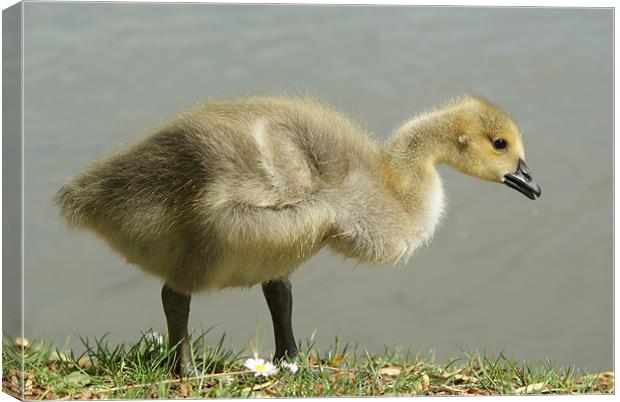 Young Canadian Gosling Canvas Print by Dave Windsor
