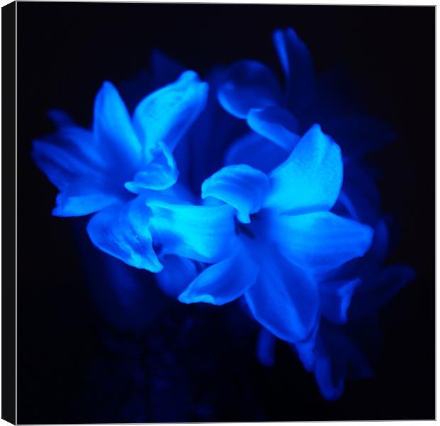 Blue Flowers Canvas Print by Dave Windsor