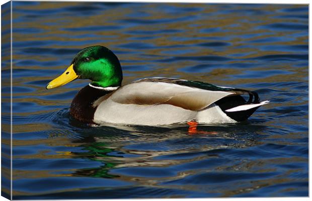Mallard Duck Side View Canvas Print by Dave Windsor