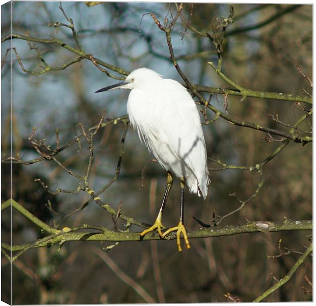 White Egret Canvas Print by Dave Windsor
