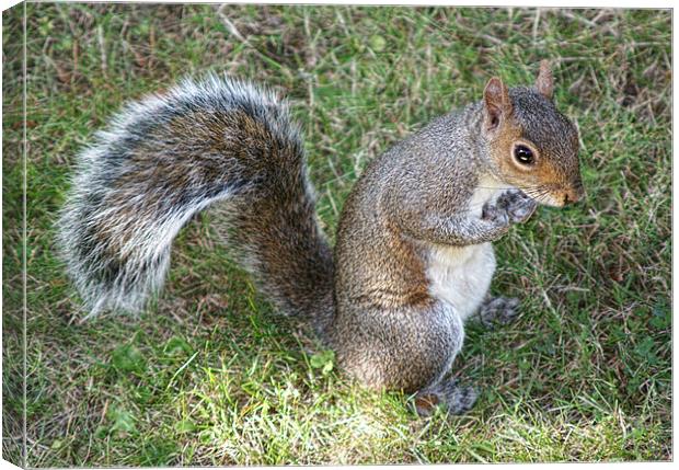 Squirrel Eating Canvas Print by Dave Windsor
