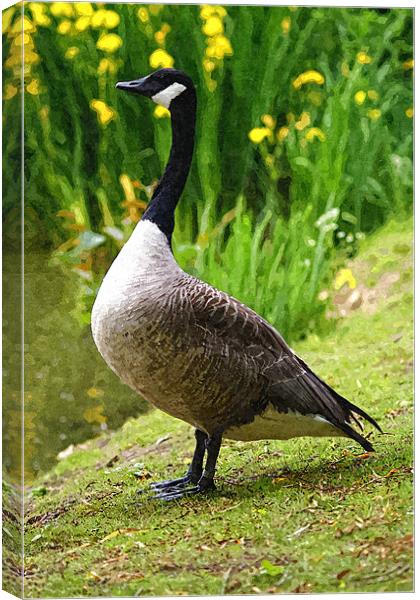 Canadian Goose Painting Canvas Print by Dave Windsor