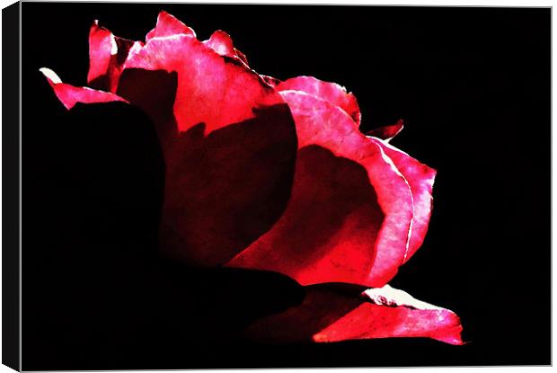 Rose Canvas Print by Radovan Chrenko