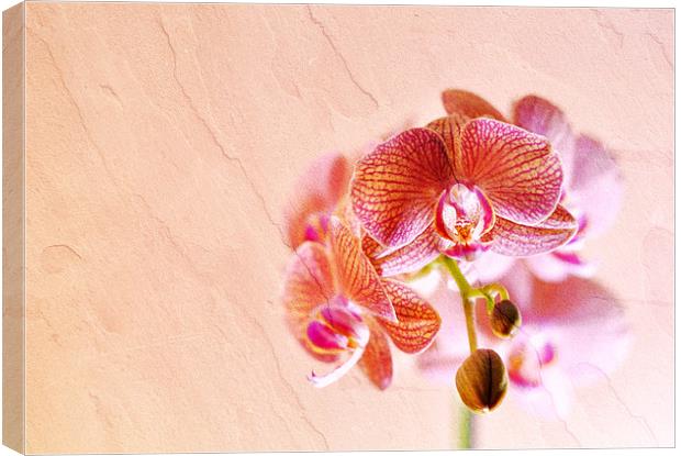 Orchid Canvas Print by Radovan Chrenko