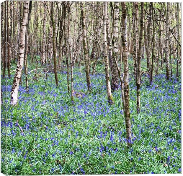 Bluebells in the woods, East Sussex Canvas Print by Nicolas Duperrier