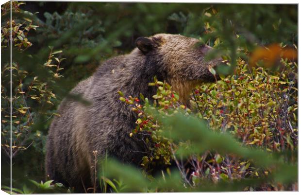 Grizzly Bear Canvas Print by Amy Rogers