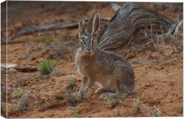 Jack Rabbit Canvas Print by Amy Rogers