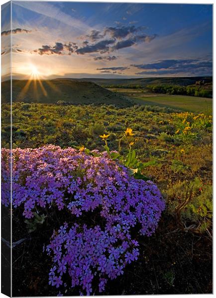 Last Light of Spring  Canvas Print by Mike Dawson