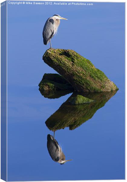Great Blue Reflection Canvas Print by Mike Dawson
