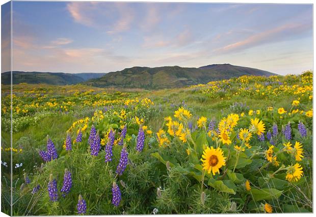 Meadow Of Spring  Canvas Print by Mike Dawson