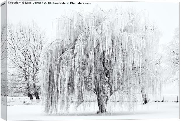 Winter Willow Canvas Print by Mike Dawson