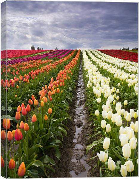 Sea of Color  Canvas Print by Mike Dawson