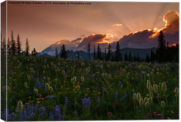 Sunbeam Garden Canvas Print by Mike Dawson