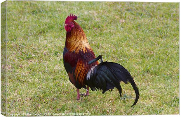 Feral Rooster Canvas Print by Mike Dawson