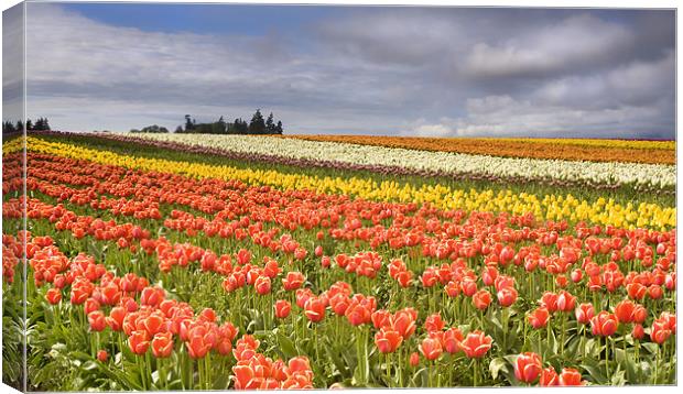 Across colorful fields Canvas Print by Mike Dawson