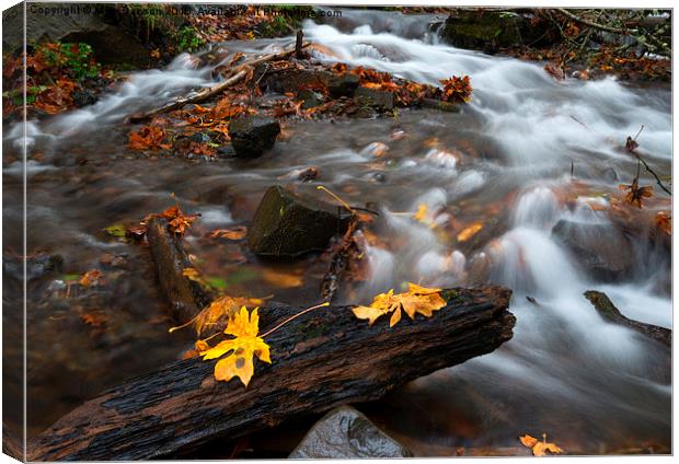 Scattered Gold Canvas Print by Mike Dawson