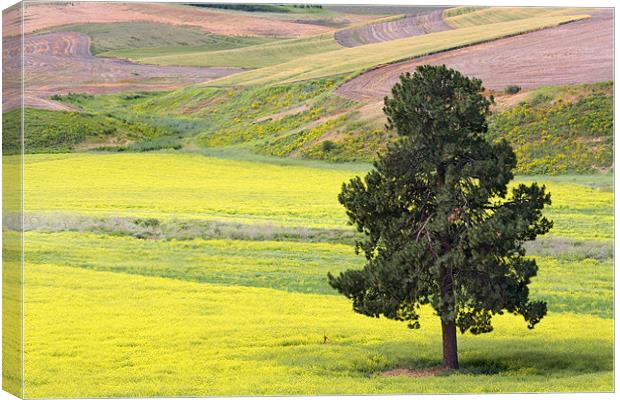 Within a Sea of Yellow Canvas Print by Mike Dawson