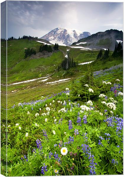 Lupine Storm Canvas Print by Mike Dawson