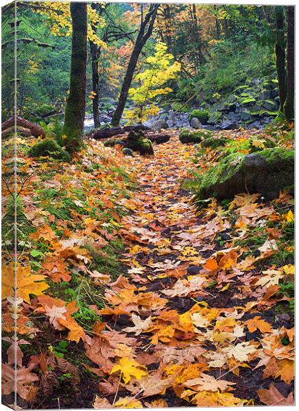 Autumn Path Canvas Print by Mike Dawson