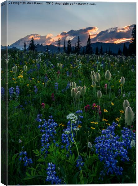 Fields of Paradise Canvas Print by Mike Dawson
