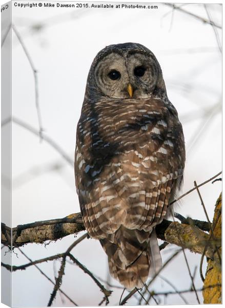 Barred Owl Stare Canvas Print by Mike Dawson