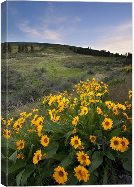 Balsamroot Sunset Canvas Print by Mike Dawson