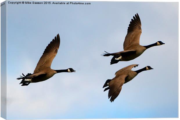 Canadian Geese Trio Canvas Print by Mike Dawson