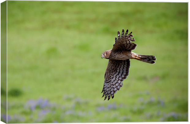 Northern Harrier Fly by Canvas Print by Mike Dawson
