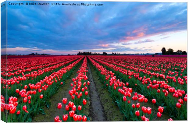 Red Sky over Tulips Canvas Print by Mike Dawson