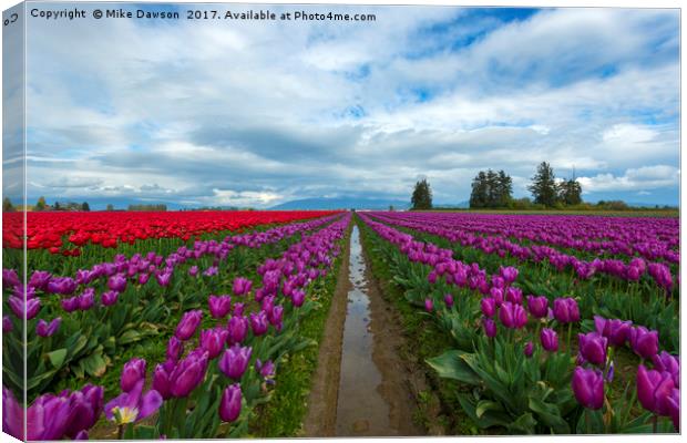 Fields of Color Canvas Print by Mike Dawson