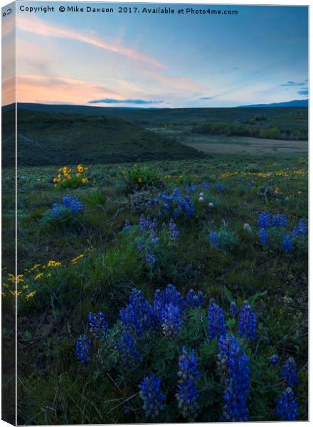Cowiche Wildflower Sunset Canvas Print by Mike Dawson