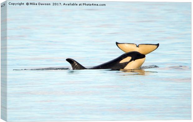 Heads or Tails Canvas Print by Mike Dawson