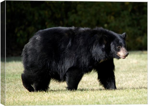 Mama Bear Canvas Print by Mike Dawson