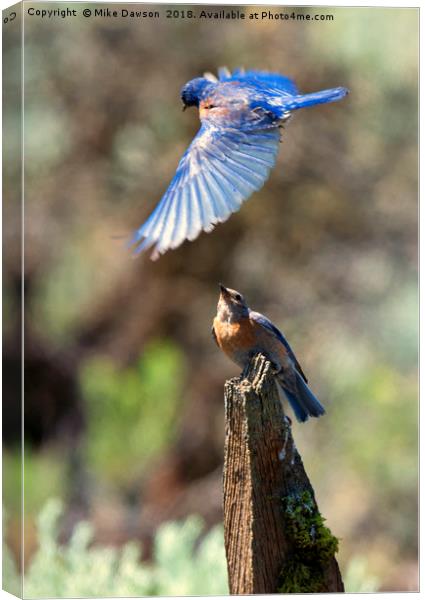 Bluebird Buzz Canvas Print by Mike Dawson