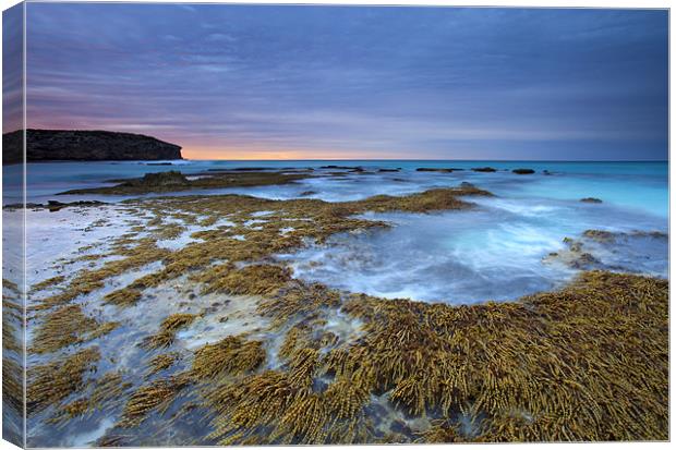 Seaweed Sunrise Canvas Print by Mike Dawson