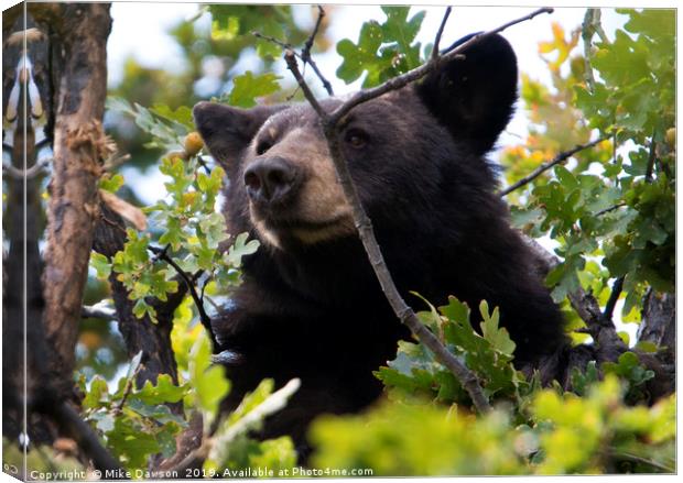 Tree-top Bruin Canvas Print by Mike Dawson