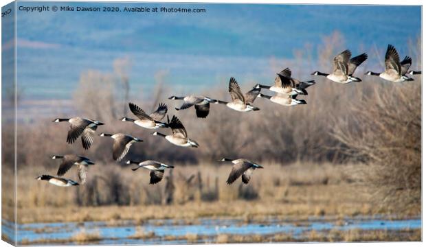 Canada  Geese Flock Canvas Print by Mike Dawson