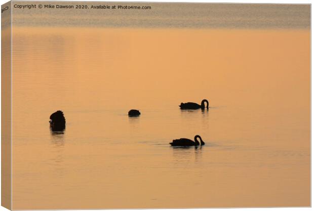 Black Swan Dawn Canvas Print by Mike Dawson