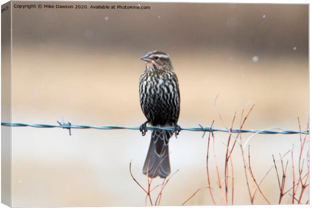 Rainy Day Blackbird Canvas Print by Mike Dawson