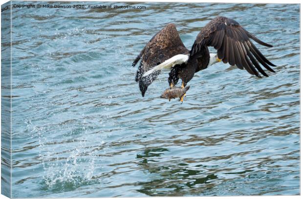 Grabbing Lunch Canvas Print by Mike Dawson