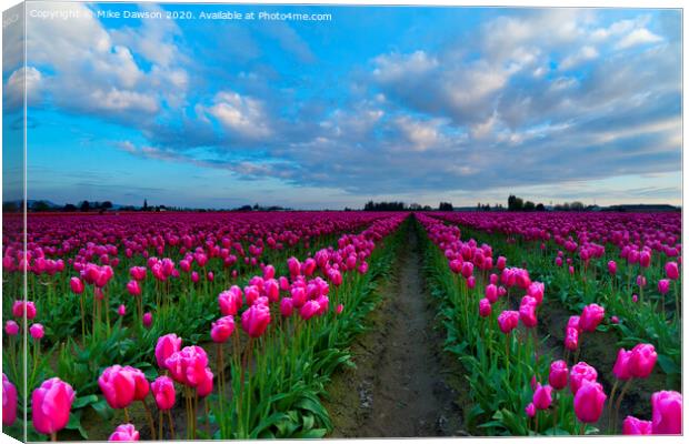 Surrounded by Pink Canvas Print by Mike Dawson