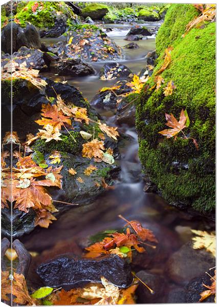 Clearly Autumn  Canvas Print by Mike Dawson