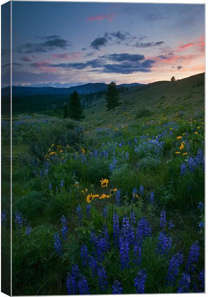 Sunset Meadow Trail Canvas Print by Mike Dawson