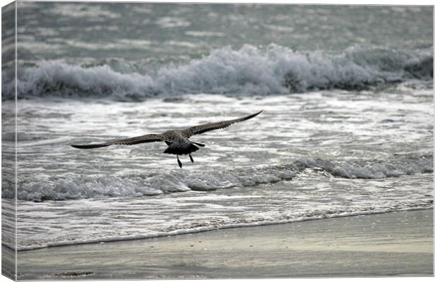 Surfing On The Wing Canvas Print by Rick Wilson